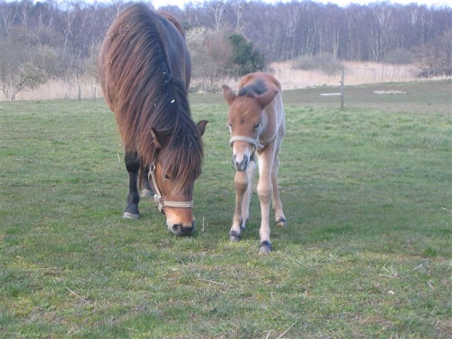 Foto & copyright Julie Hilsen